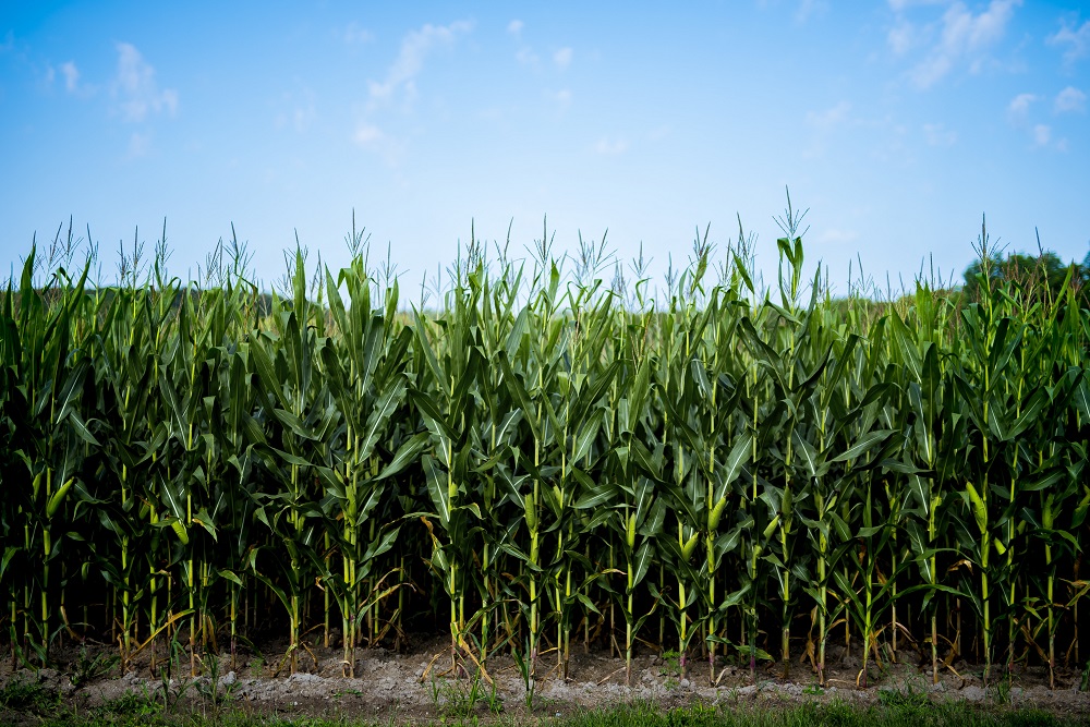 climate change - a corn field