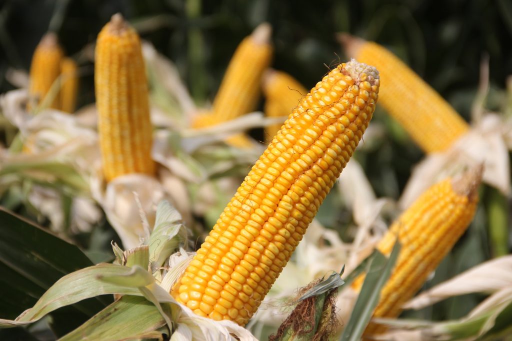 health benefits of maize