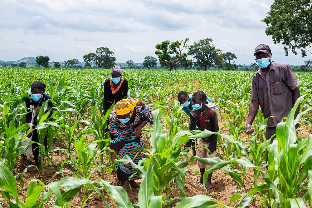 maize farming in nigeria-facts
