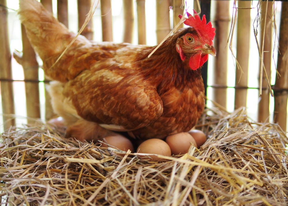 health benefits of poultry products-growth and body development