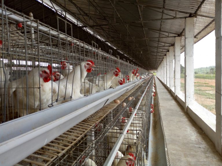 literature review on poultry production in nigeria
