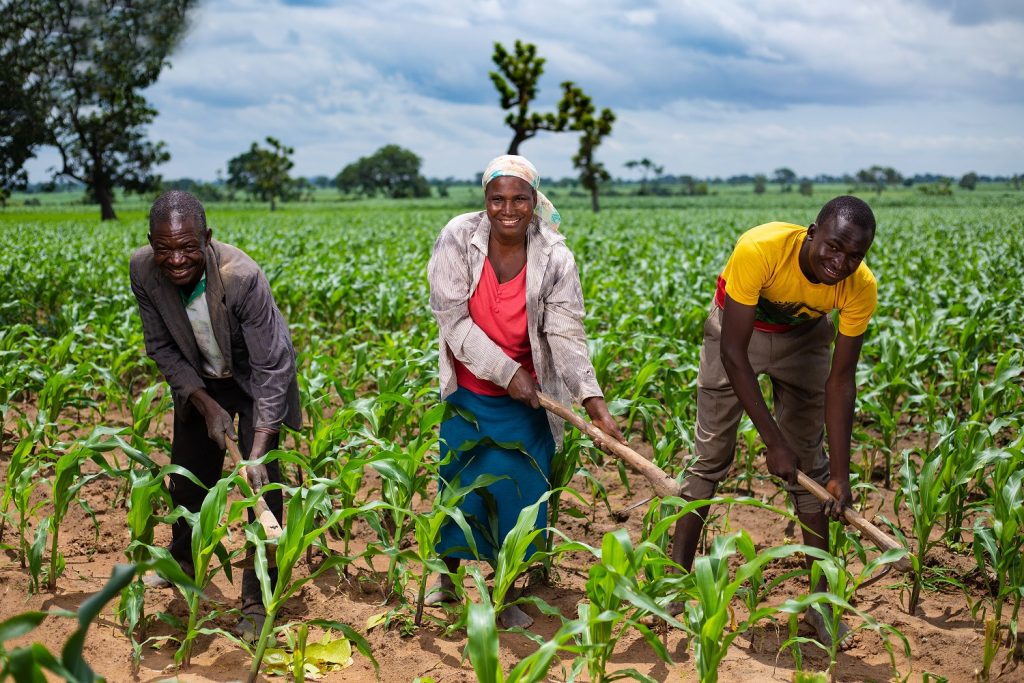 maize farming in Nigeria - how to get started