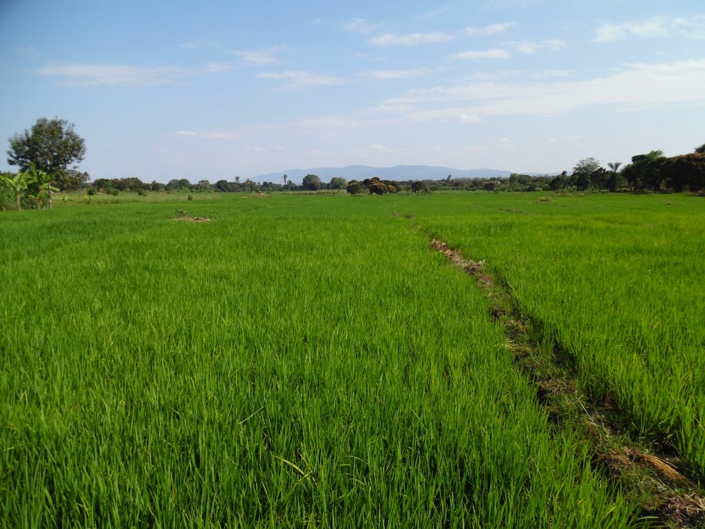 rice farming in Nigeria - rice field