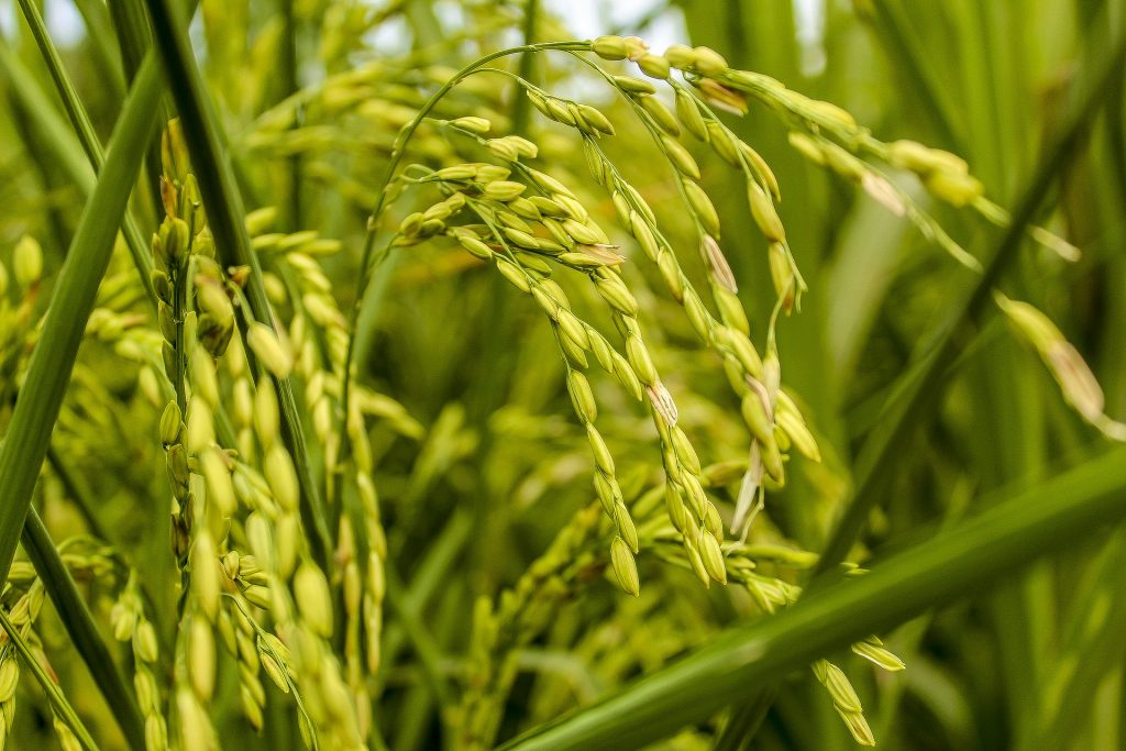 rice farming in Nigeria - rice plant