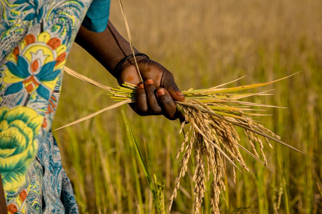 rice farming in Nigeria