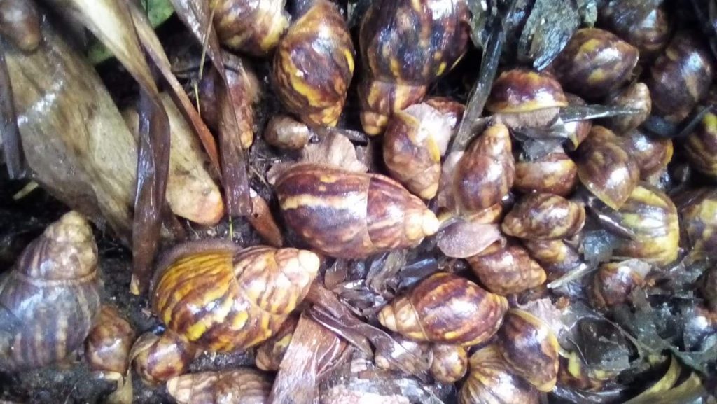 snail farming in Nigeria