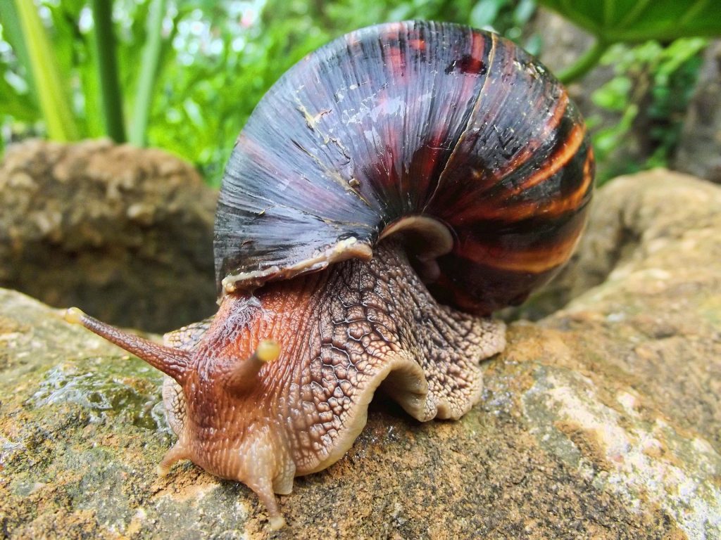 snail farming in Nigeria - harvest